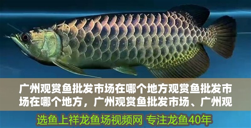 廣州觀賞魚(yú)批發(fā)市場(chǎng)在哪個(gè)地方觀賞魚(yú)批發(fā)市場(chǎng)在哪個(gè)地方，廣州觀賞魚(yú)批發(fā)市場(chǎng)、廣州觀賞魚(yú)批發(fā)市場(chǎng)在哪個(gè)地方
