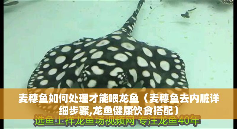 麥穗魚如何處理才能喂龍魚（麥穗魚去內臟詳細步驟,龍魚健康飲食搭配）