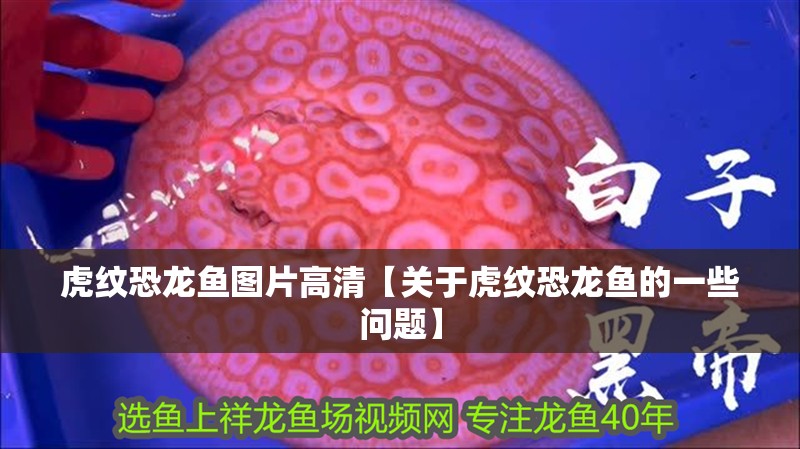 虎紋恐龍魚圖片高清【關于虎紋恐龍魚的一些問題】