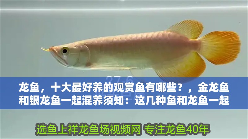龍魚，十大最好養的觀賞魚有哪些？，金龍魚和銀龍魚一起混養須知：這幾種魚和龍魚一起混養效果