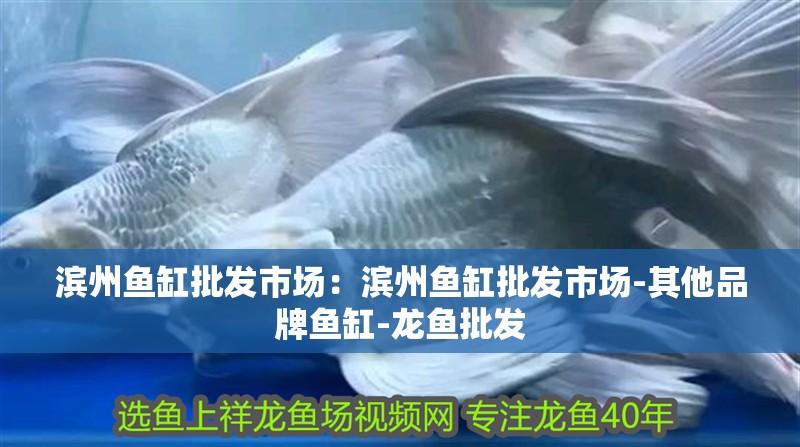 濱州魚缸批發市場：濱州魚缸批發市場-其他品牌魚缸-龍魚批發