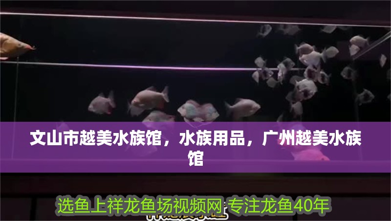 文山市越美水族館，水族用品，廣州越美水族館