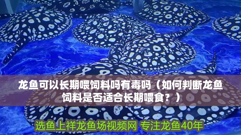 龍魚可以長期喂飼料嗎有毒嗎（如何判斷龍魚飼料是否適合長期喂食？）