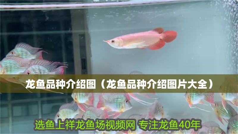 龍魚品種介紹圖（龍魚品種介紹圖片大全）