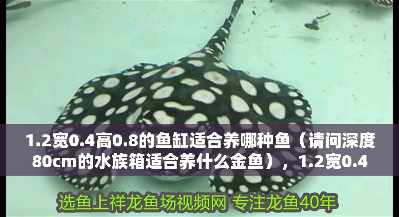 1.2寬0.4高0.8的魚缸適合養(yǎng)哪種魚（請問深度80cm的水族箱適合養(yǎng)什么金魚），1.2寬0.4高0.4高0.8的魚缸適合養(yǎng)哪種魚