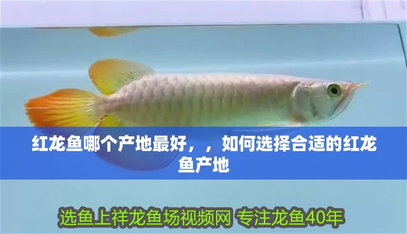 紅龍魚哪個產地最好，，如何選擇合適的紅龍魚產地
