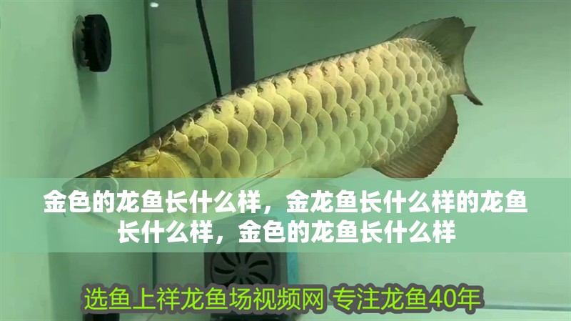 金色的龍魚長什么樣，金龍魚長什么樣的龍魚長什么樣，金色的龍魚長什么樣