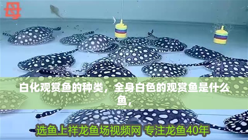 白化觀賞魚的種類，全身白色的觀賞魚是什么魚，