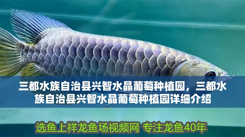 三都水族自治縣興智水晶葡萄種植園，三都水族自治縣興智水晶葡萄種植園詳細介紹