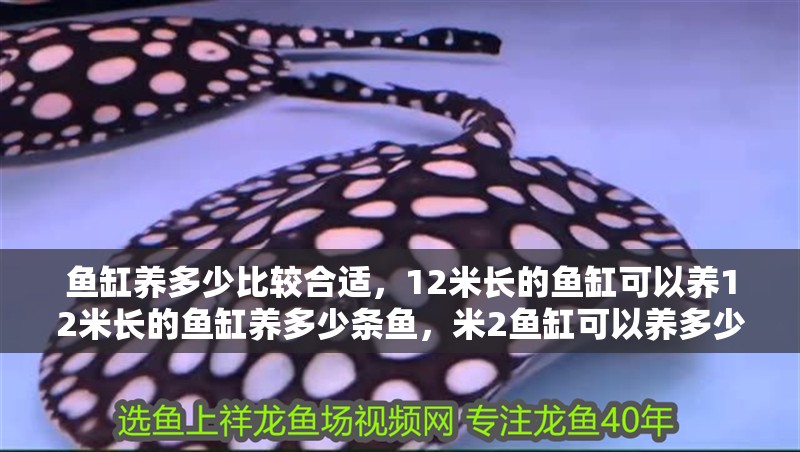 魚缸養(yǎng)多少比較合適，12米長(zhǎng)的魚缸可以養(yǎng)12米長(zhǎng)的魚缸養(yǎng)多少條魚，米2魚缸可以養(yǎng)多少