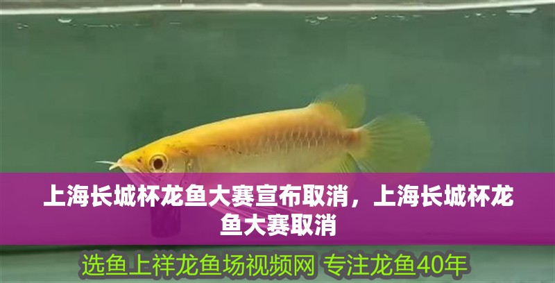 上海長城杯龍魚大賽宣布取消，上海長城杯龍魚大賽取消