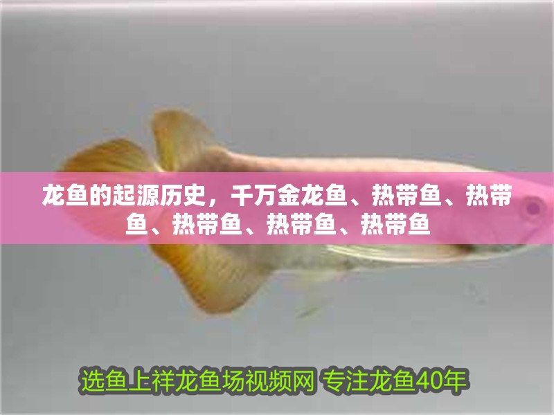 龍魚(yú)的起源歷史，千萬(wàn)金龍魚(yú)、熱帶魚(yú)、熱帶魚(yú)、熱帶魚(yú)、熱帶魚(yú)、熱帶魚(yú)
