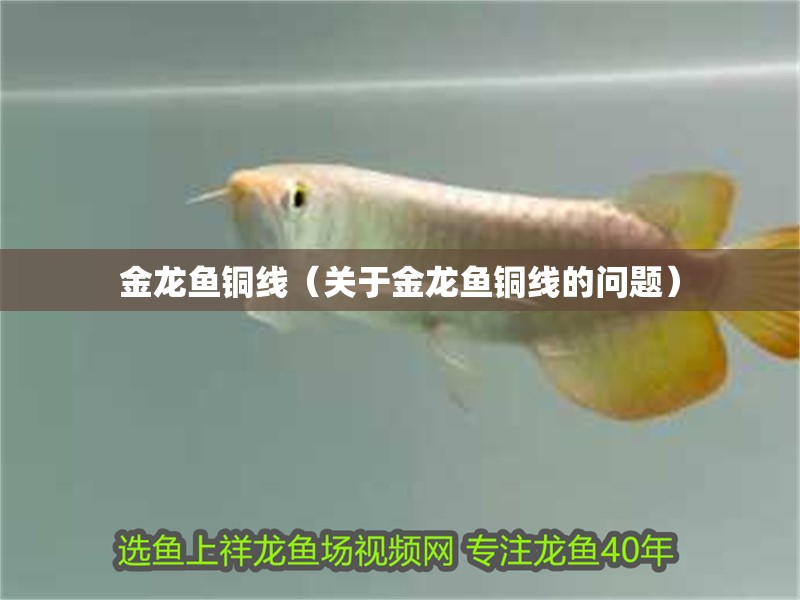 金龍魚(yú)銅線（關(guān)于金龍魚(yú)銅線的問(wèn)題）