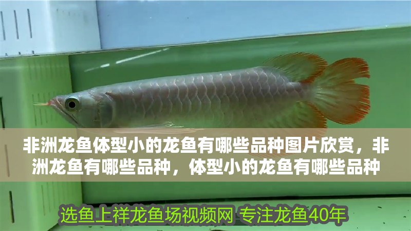 非洲龍魚體型小的龍魚有哪些品種圖片欣賞，非洲龍魚有哪些品種，體型小的龍魚有哪些品種？