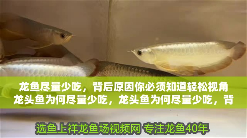 龍魚盡量少吃，背后原因你必須知道輕松視角龍頭魚為何盡量少吃，龍頭魚為何盡量少吃，背后原因你必須知道