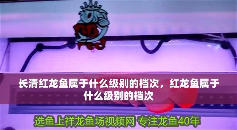 長清紅龍魚屬于什么級別的檔次，紅龍魚屬于什么級別的檔次