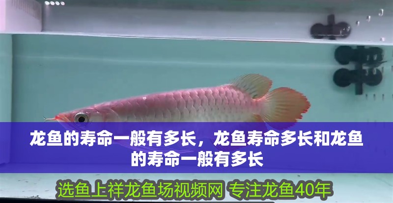 龍魚的壽命一般有多長，龍魚壽命多長和龍魚的壽命一般有多長
