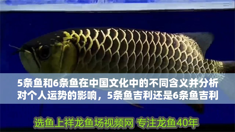 5條魚和6條魚在中國文化中的不同含義并分析對個人運勢的影響，5條魚吉利還是6條魚吉利