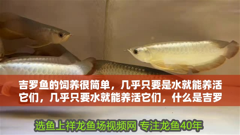 吉羅魚的飼養很簡單，幾乎只要是水就能養活它們，幾乎只要水就能養活它們，什么是吉羅魚？