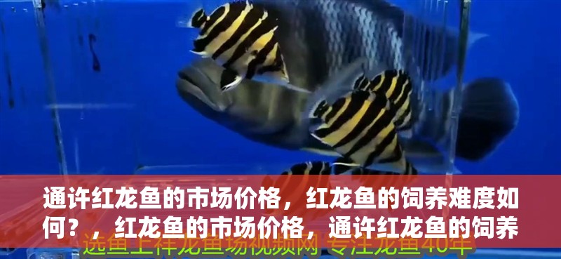 通許紅龍魚的市場(chǎng)價(jià)格，紅龍魚的飼養(yǎng)難度如何？，紅龍魚的市場(chǎng)價(jià)格，通許紅龍魚的飼養(yǎng)難度如何？