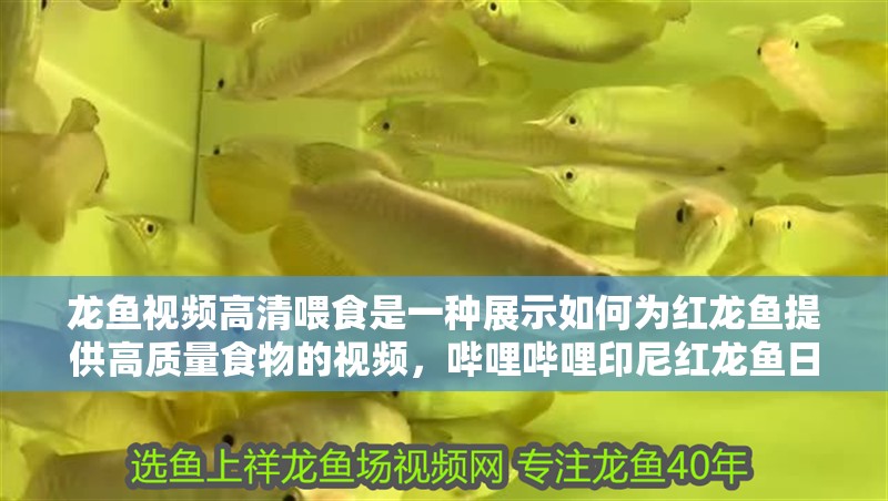 龍魚視頻高清喂食是一種展示如何為紅龍魚提供高質(zhì)量食物的視頻，嗶哩嗶哩印尼紅龍魚日常喂食分享