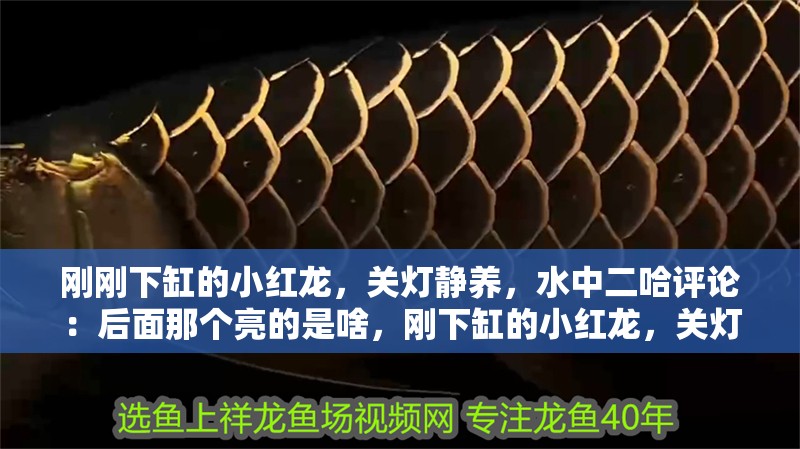 剛剛下缸的小紅龍，關燈靜養，水中二哈評論：后面那個亮的是啥，剛下缸的小紅龍，關燈靜養，水中二哈評論：后面那個亮的是啥