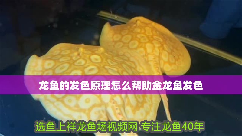 龍魚的發色原理怎么幫助金龍魚發色