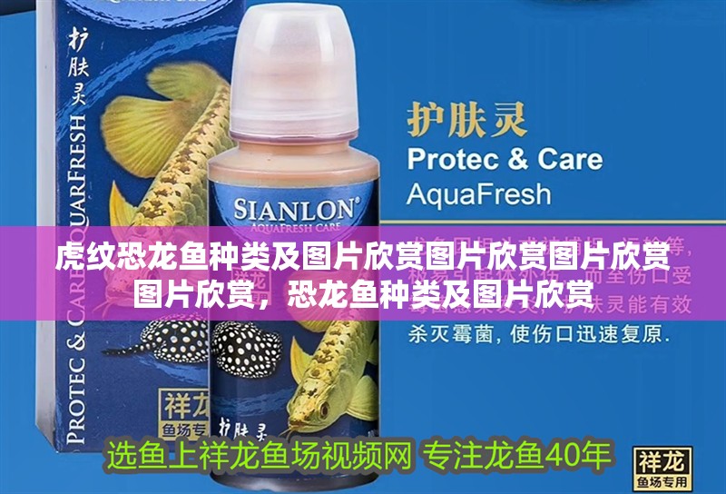 虎紋恐龍魚種類及圖片欣賞圖片欣賞圖片欣賞圖片欣賞，恐龍魚種類及圖片欣賞