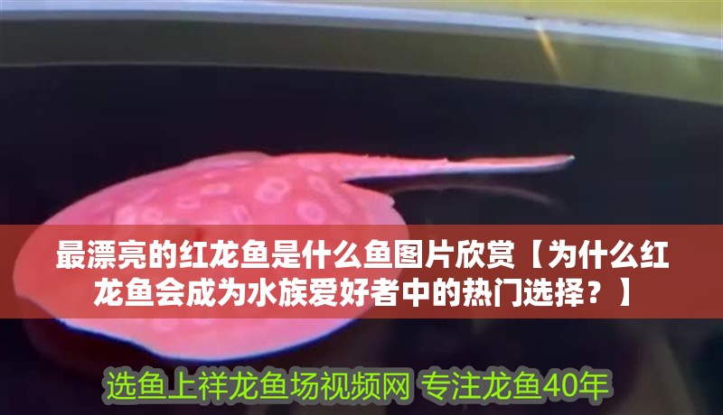 最漂亮的紅龍魚是什么魚圖片欣賞【為什么紅龍魚會成為水族愛好者中的熱門選擇？】