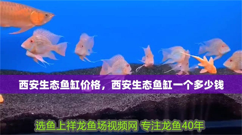 西安生態魚缸價格，西安生態魚缸一個多少錢