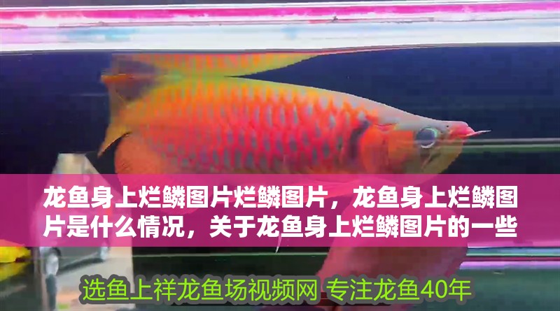龍魚身上爛鱗圖片爛鱗圖片，龍魚身上爛鱗圖片是什么情況，關于龍魚身上爛鱗圖片的一些問題