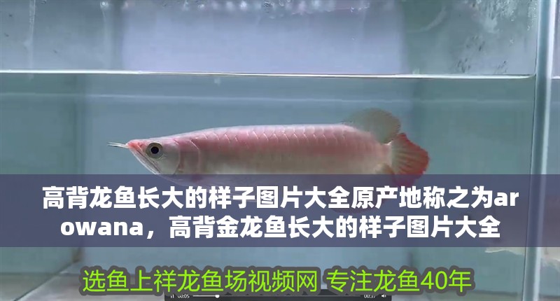 高背龍魚長大的樣子圖片大全原產地稱之為arowana，高背金龍魚長大的樣子圖片大全