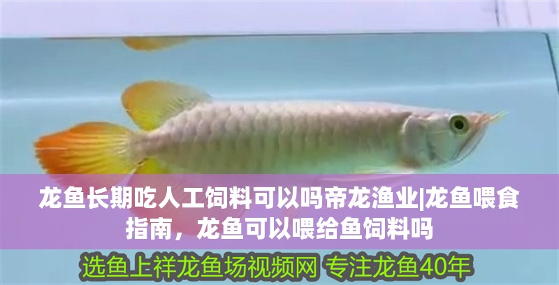 龍魚長期吃人工飼料可以嗎帝龍漁業|龍魚喂食指南，龍魚可以喂給魚飼料嗎