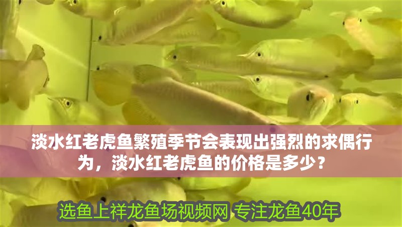 淡水紅老虎魚繁殖季節會表現出強烈的求偶行為，淡水紅老虎魚的價格是多少？