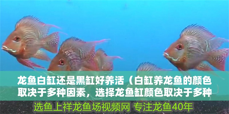 龍魚白缸還是黑缸好養(yǎng)活（白缸養(yǎng)龍魚的顏色取決于多種因素，選擇龍魚缸顏色取決于多種因素）