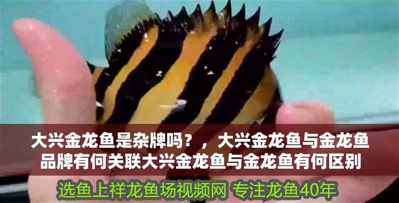 大興金龍魚是雜牌嗎？，大興金龍魚與金龍魚品牌有何關(guān)聯(lián)大興金龍魚與金龍魚有何區(qū)別