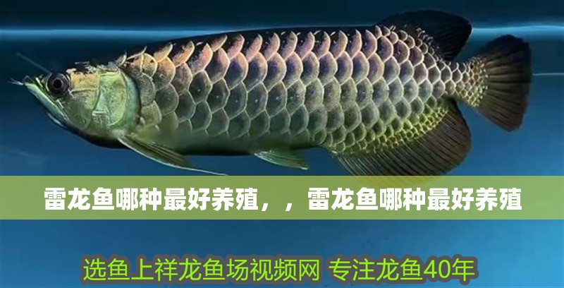 雷龍魚哪種最好養(yǎng)殖，，雷龍魚哪種最好養(yǎng)殖