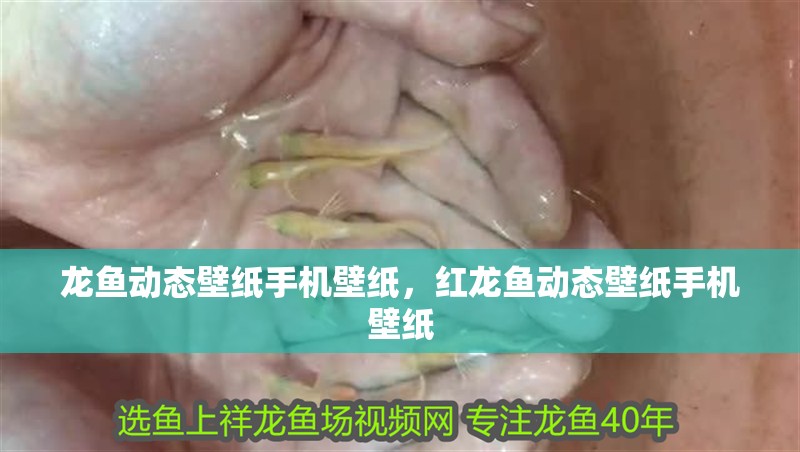 龍魚動態壁紙手機壁紙，紅龍魚動態壁紙手機壁紙 龍魚動態壁紙手機壁紙，紅龍魚動態壁紙手機壁紙 觀賞魚百科 第2張