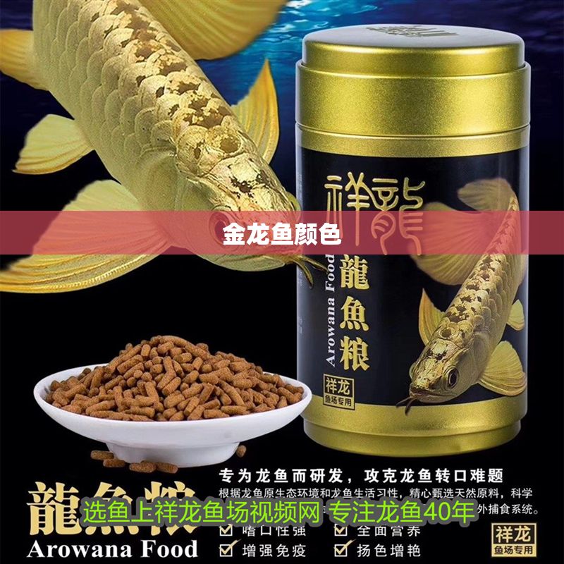 金龍魚顏色
