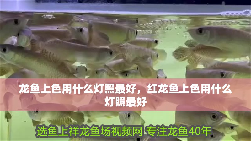 龍魚上色用什么燈照最好，紅龍魚上色用什么燈照最好