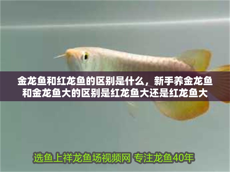 金龍魚和紅龍魚的區別是什么，新手養金龍魚和金龍魚大的區別是紅龍魚大還是紅龍魚大