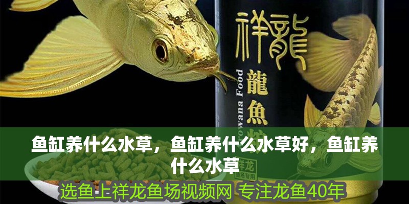 魚(yú)缸養(yǎng)什么水草，魚(yú)缸養(yǎng)什么水草好，魚(yú)缸養(yǎng)什么水草