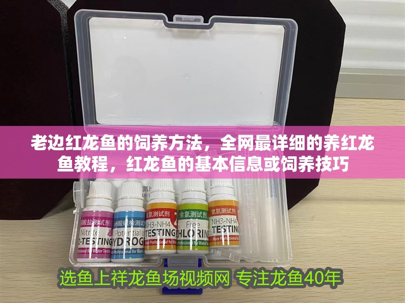 老邊紅龍魚的飼養方法，全網最詳細的養紅龍魚教程，紅龍魚的基本信息或飼養技巧