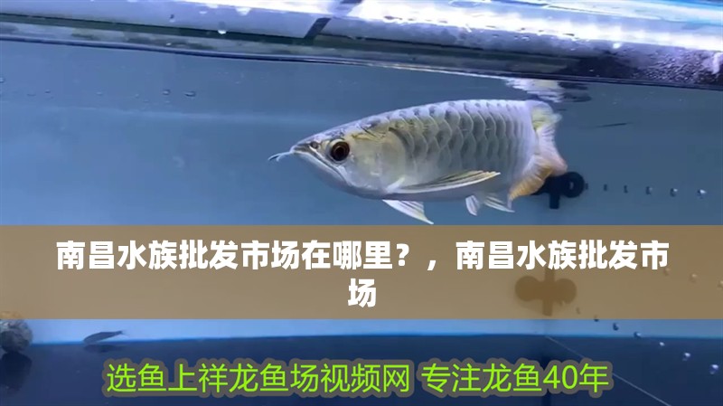 南昌水族批發市場在哪里？，南昌水族批發市場