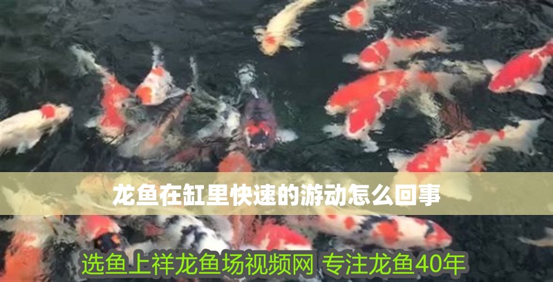 龍魚在缸里快速的游動(dòng)怎么回事