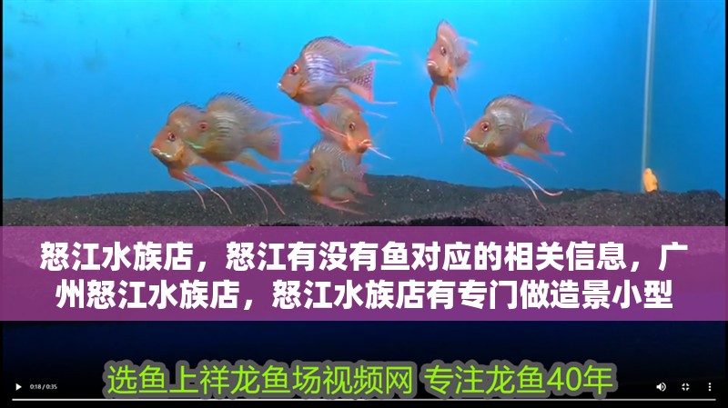 怒江水族店，怒江有沒有魚對應的相關信息，廣州怒江水族店，怒江水族店有專門做造景小型魚的宜佳水族店