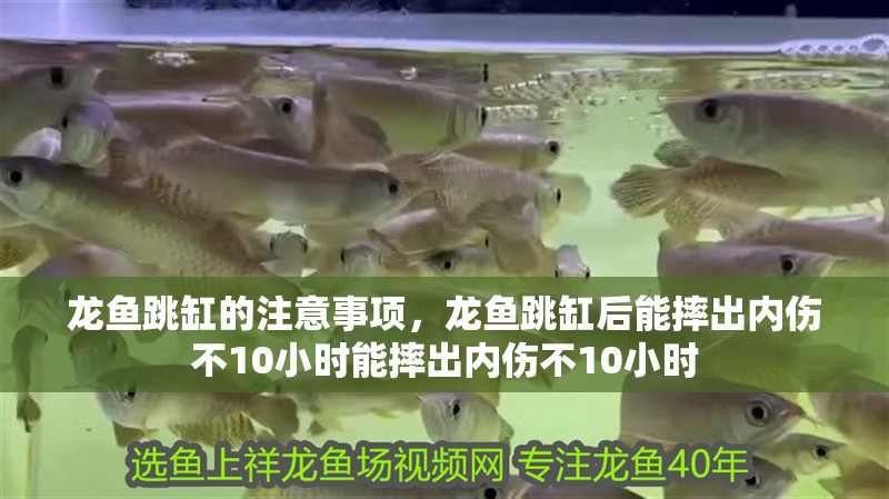 龍魚跳缸的注意事項，龍魚跳缸后能摔出內傷不10小時能摔出內傷不10小時