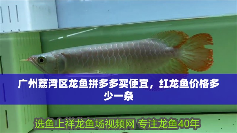 廣州荔灣區龍魚拼多多買便宜，紅龍魚價格多少一條