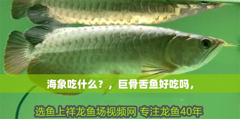 海象吃什么？，巨骨舌魚好吃嗎， 海象吃什么？，巨骨舌魚好吃嗎， 觀賞魚百科 第4張