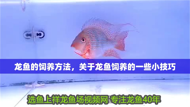龍魚的飼養(yǎng)方法，關(guān)于龍魚飼養(yǎng)的一些小技巧